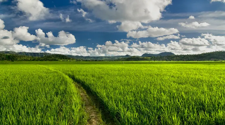 Córdoba vinculará el Inmobiliario Rural a un í­ndice de productividad