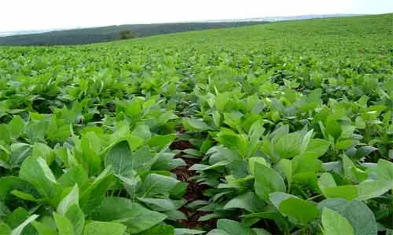 Subas en las cotizaciones en Chicago favorecieron a la soja en Rosario