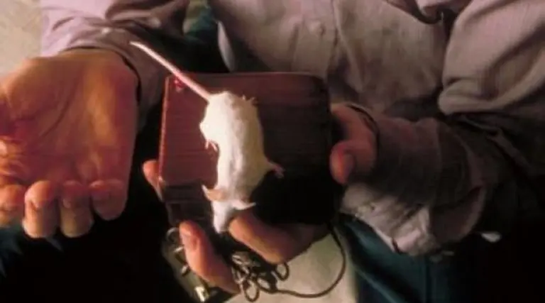 El mouse cumple 40 años de vida