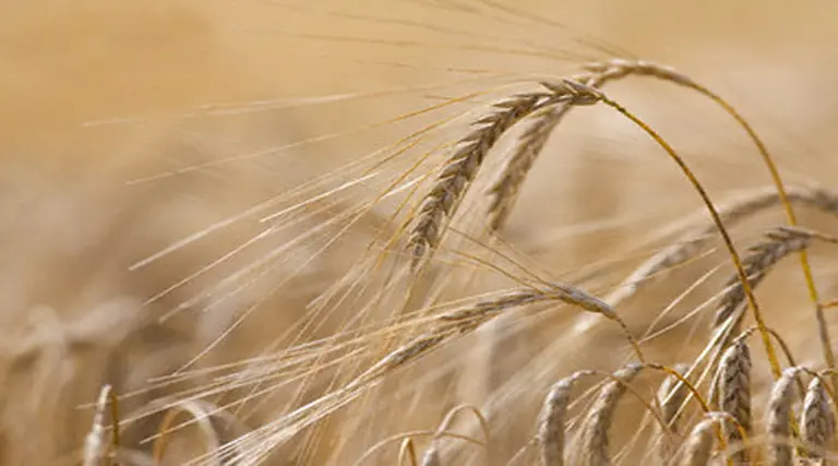 La sequí­a vuelve a ponerle trabas al campo y retrasa la siembra de trigo