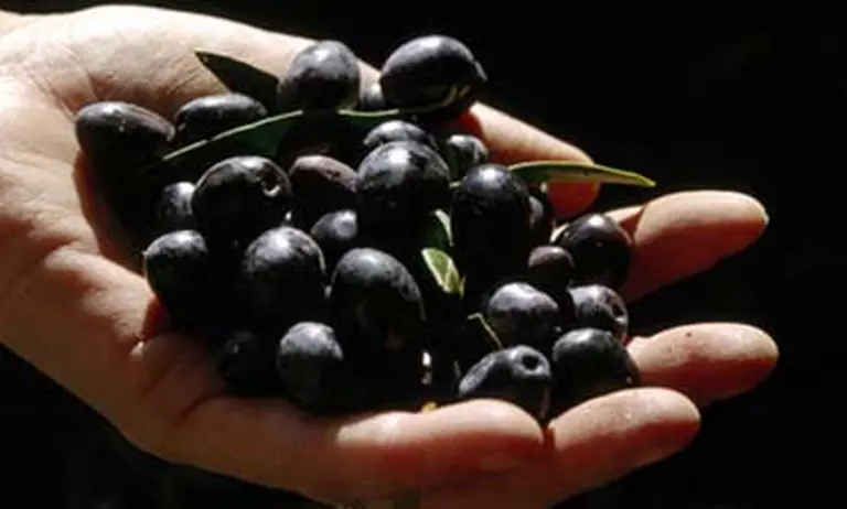 Tras los pasos de Nucete: Finca La Liliana despide a 103 trabajadores