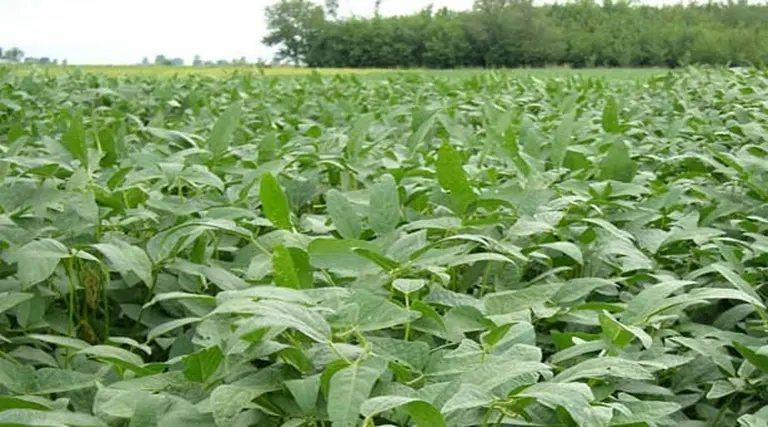 Brasil podrí­a necesitar aceite de soja importado para biodiesel