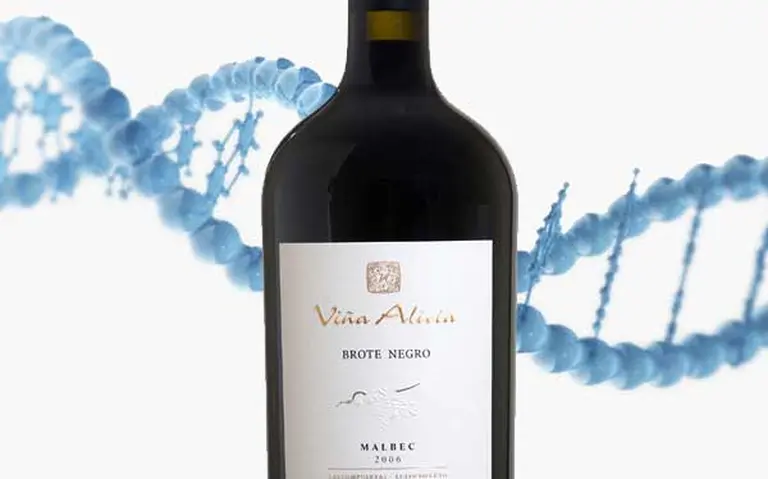 ¿Conoce el Malbec brote negro, un "secreto" exclusivo de la Argentina y con ADN propio?
