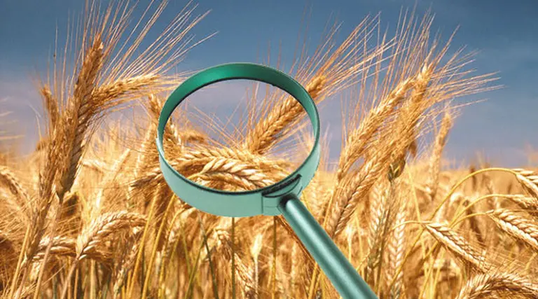 El Ministerio de Agricultura fiscalizará el pago del precio lleno del trigo y maí­z