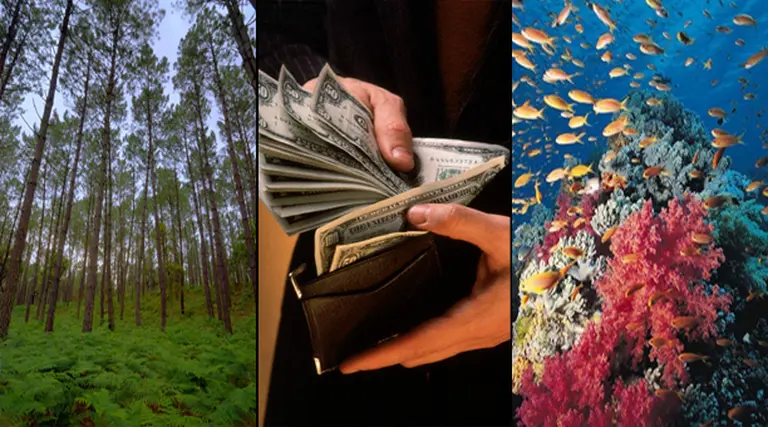 El cuidado del medio ambiente: ¿un costo o un beneficio?