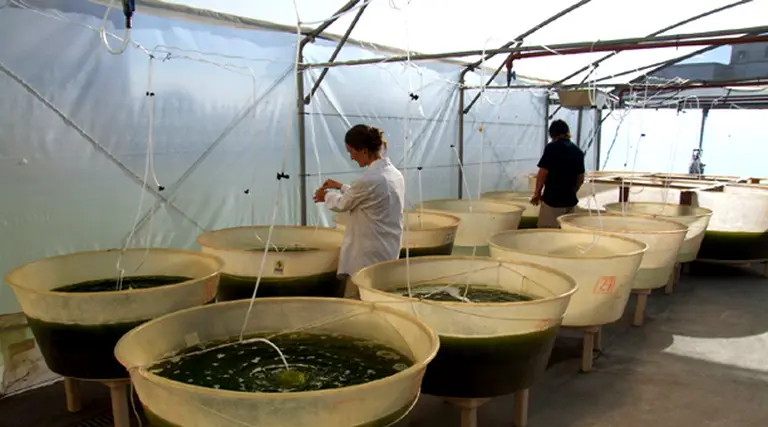 Mar del Plata se lanza a producir una nueva variedad de biodiesel