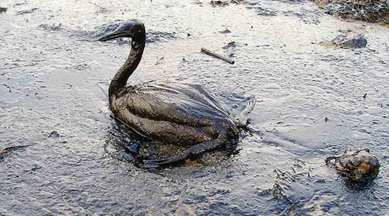 British Petroleum desoyó advertencias internas que presagiaban el desastre