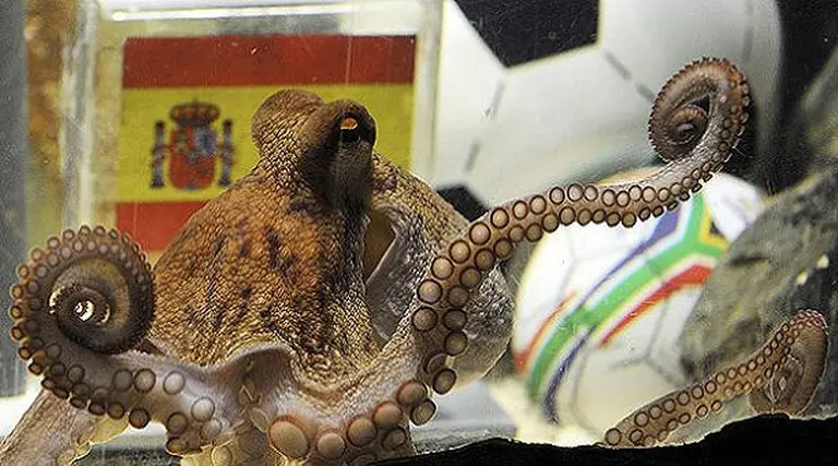 El pulpo Paul ya tiene su propia web para hacer predicciones en Argentina