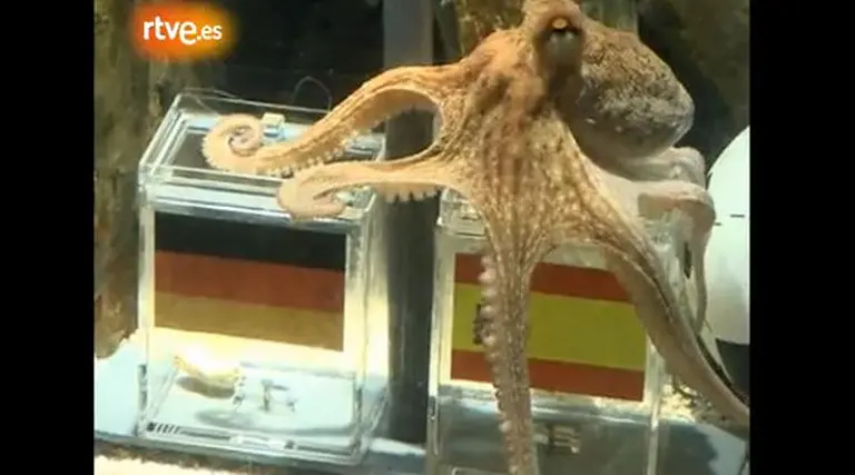 Los alemanes son los primeros en vengarse del pulpo Paul