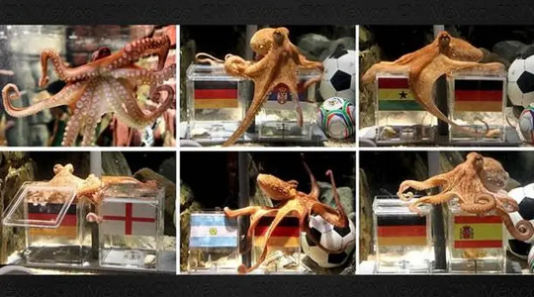 El pulpo Paul se retira con una efectividad del 100%