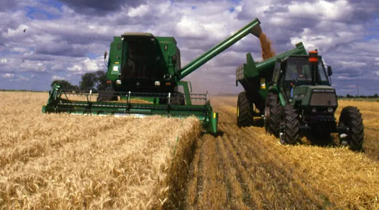 El trigo logra precios récord pero preocupa la caí­da en producción local