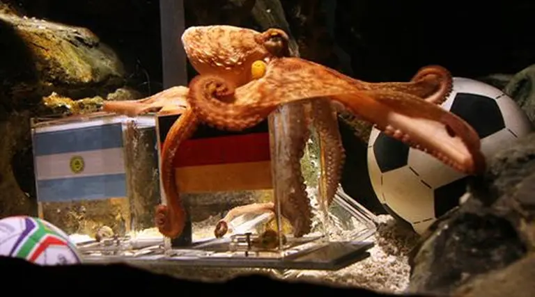 Tras alcanzar el éxito en el Mundial, se viene la marca "pulpo Paul"