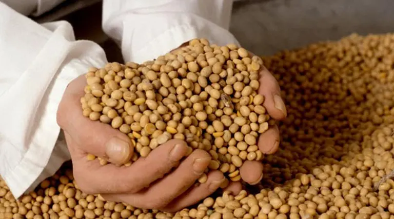 La soja cerró en su nivel más alto en dos años y medio