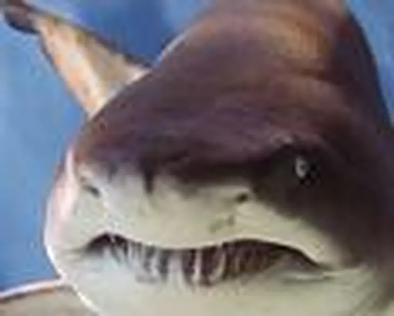 Temaikén le da un renovado protagonismo a los animales