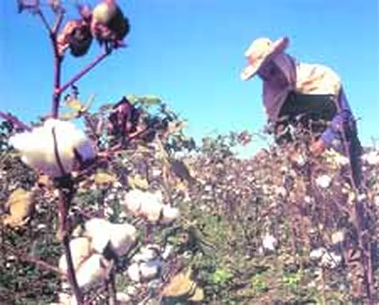 Algodón: se siembra 50 por ciento menos que en 1995