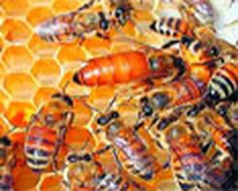 La Argentina vuelve a exportar abejas reina