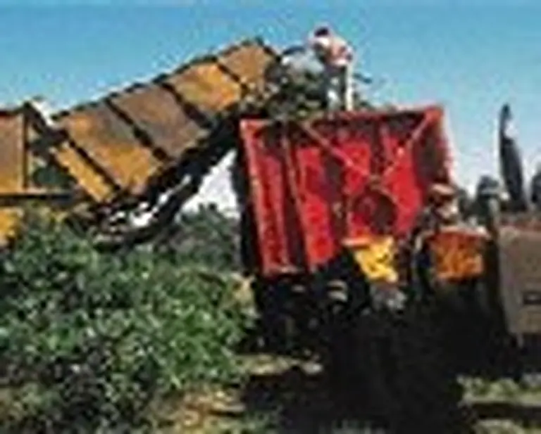 Peligran las exportaciones de yerba a Lí­bano