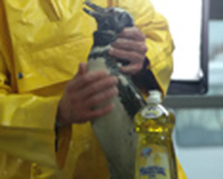 Magistral al rescate