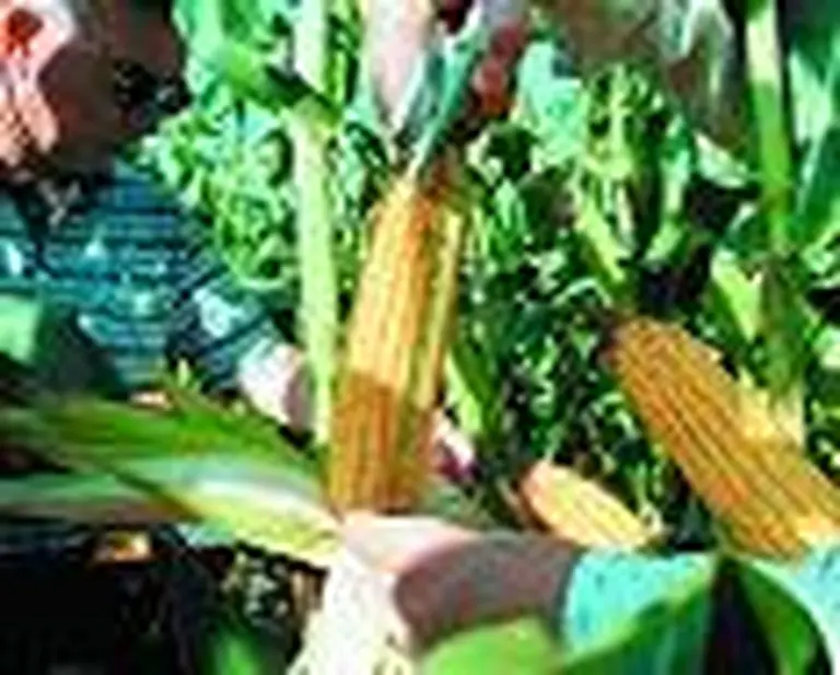 La crisis petrolera podrí­a desatar inversiones en el maí­z argentino