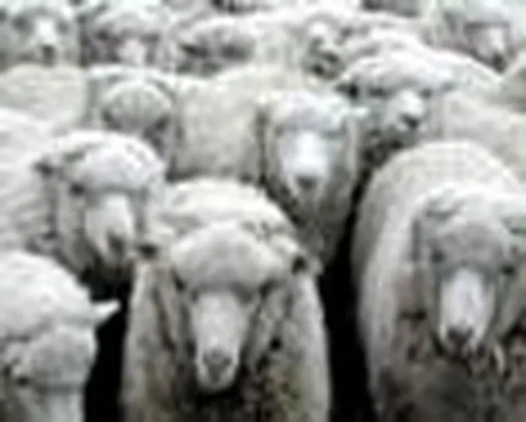 La exportación de carnes ovinas sumó 20 millones de dólares