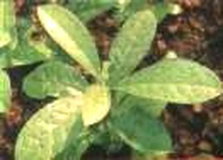 Las exportaciones de té y yerba crecieron 25% en el 2005