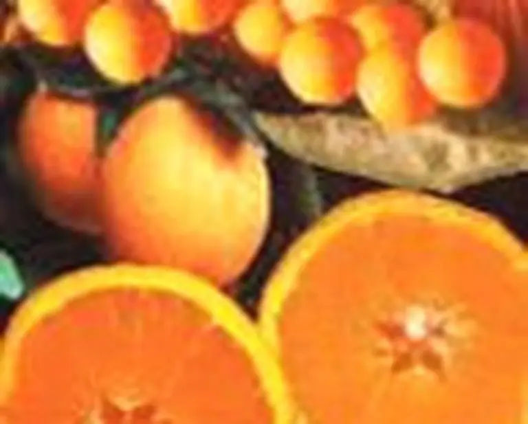 El EurepGap, protocolo clave para exportar agroalimentos