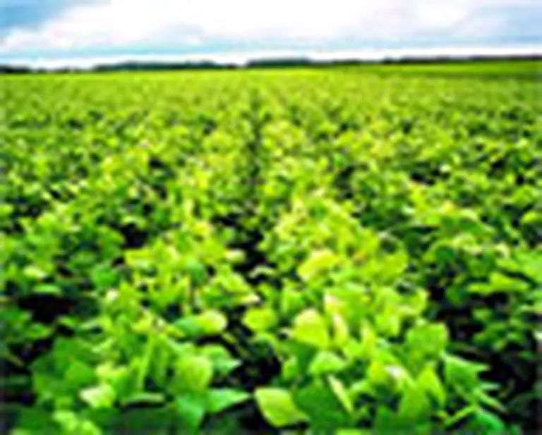 El beneficio del 10,5% en IVA requiere inscripción en un nuevo registro