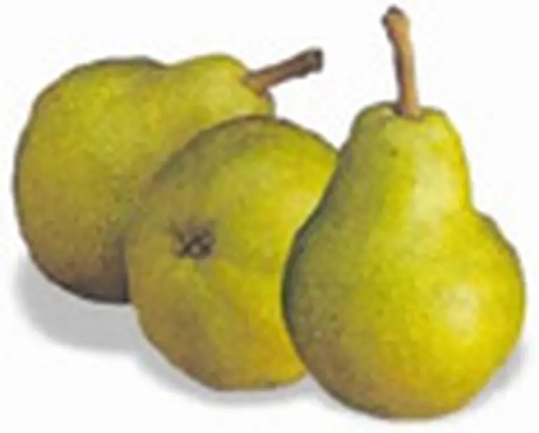 Acuerdo del Senasa con EEUU por exportación de frutas frescas