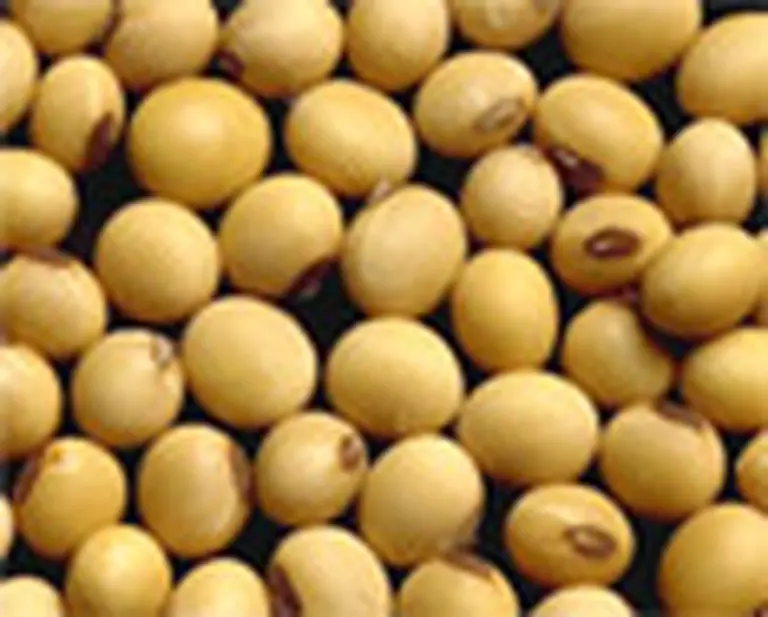 La Argentina planea acciones ofensivas por la soja transgénica