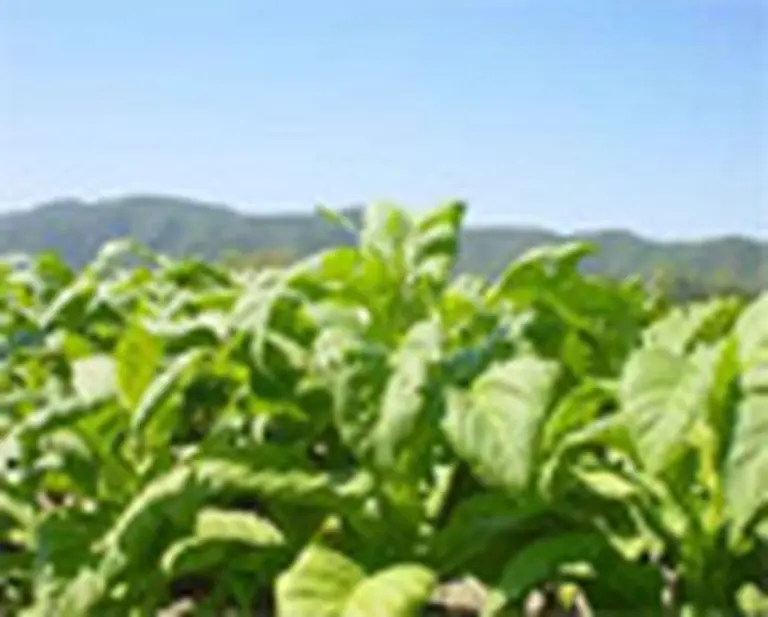 Jujuy firmó un acuerdo con China para exportar tabaco