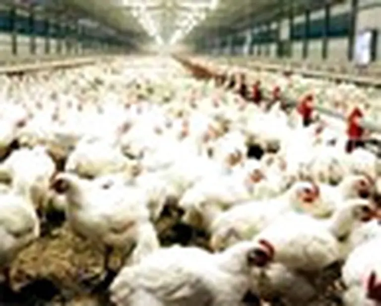 Las exportaciones de carne aviar crecieron más de un 50%