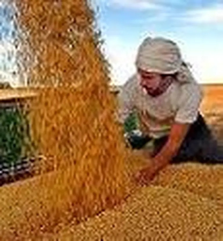 Para 2015, la cosecha argentina crecerí­a casi un 60%