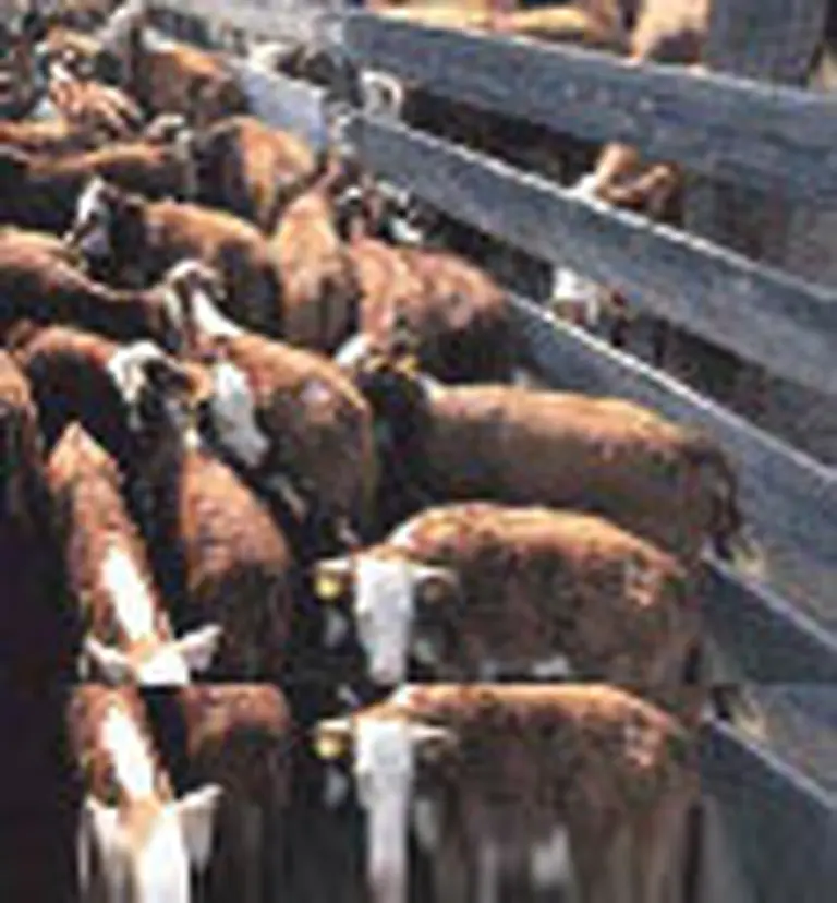 Felisa Miceli presentará hoy el plan ganadero del Gobierno