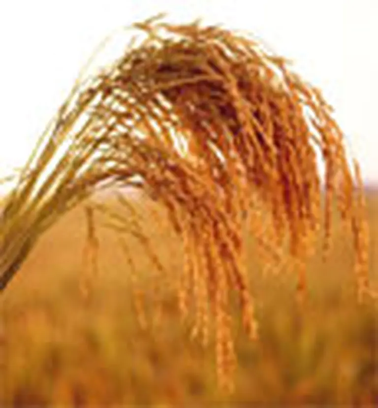 Irak importará arroz argentino