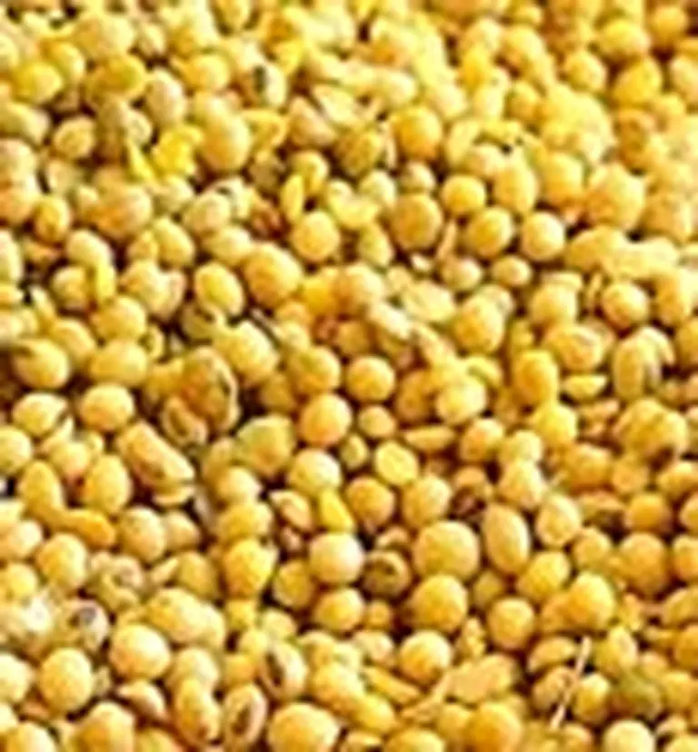 Soja paraguaya, una aliada natural de Rosario