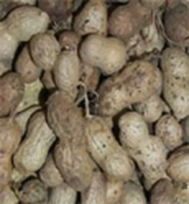 Las exportaciones de maní­ alcanzaron las 262.000 toneladas