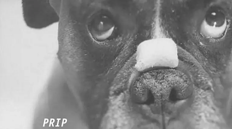 Nextel relanza la acción que convirtió el Prip en sí­mbolo de marca