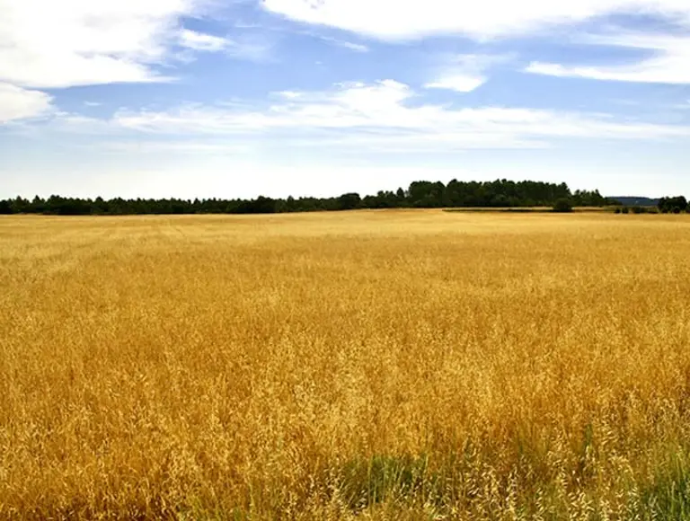 Después de dos años, Agricultura pagará las retenciones a productores de trigo y maí­z