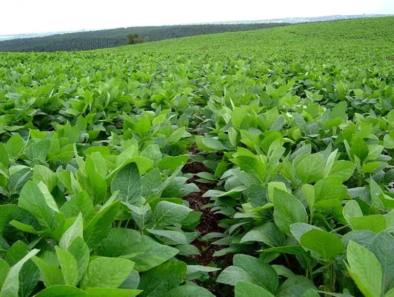 Subieron hasta un 15% los alquileres de los campos para sembrar soja