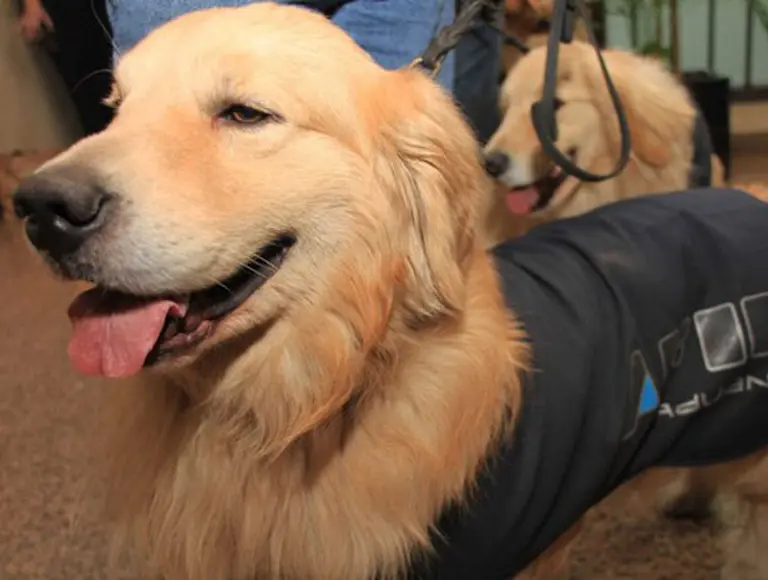 "Si esconde dólares y viaja en Buquebus, tenga cuidado con Larishka, la perra entrenada para oler billetes"