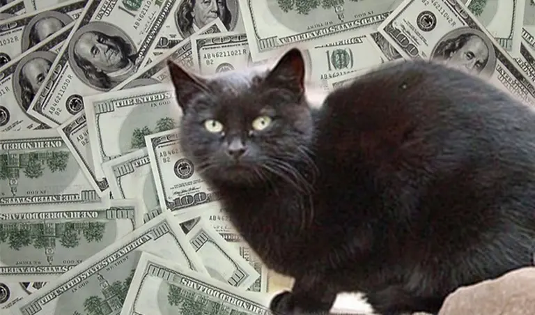 De mendigo a prí­ncipe: la increí­ble historia de un gato que ahora es millonario