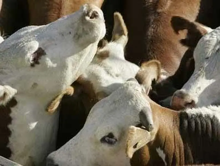 Alerta roja en Paraguay: el Gobierno confirmó el rebrote de fiebre aftosa