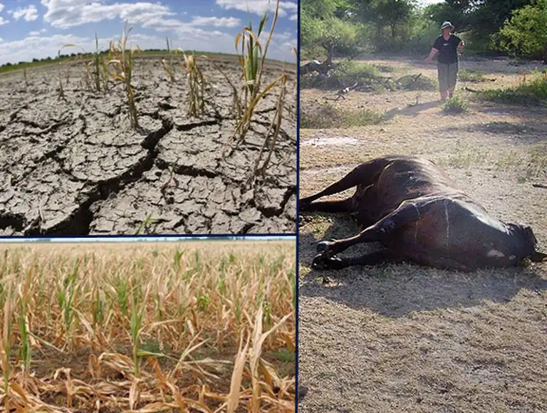 Greenpeace acusa a la Rural de pedir fondos por sequí­a mientras "promueve desmontes" en Salta