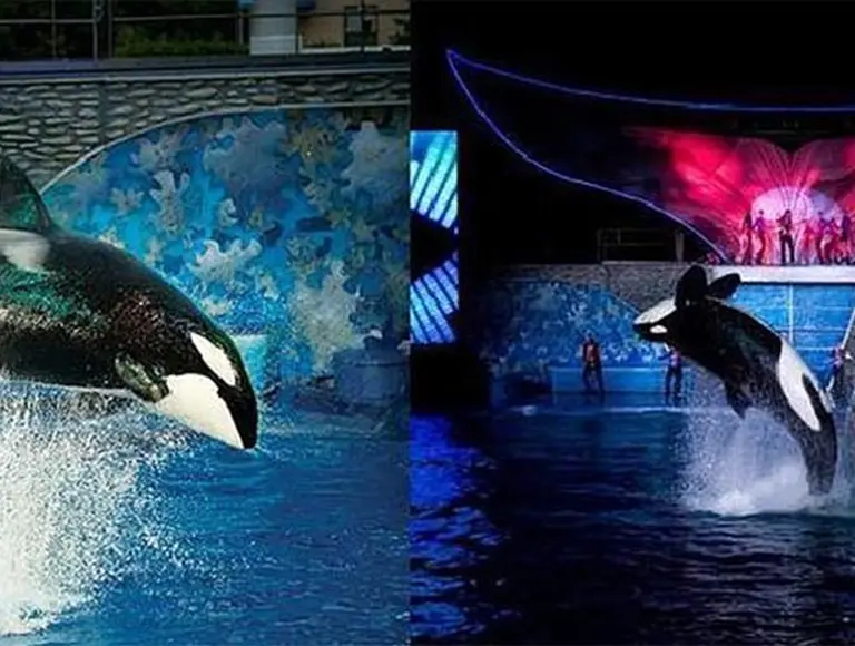 Insólito: cinco orcas demandan a SeaWorld por "esclavitud"