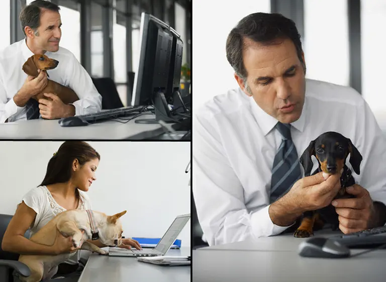 En Estados Unidos, 1,4 millones de empleados llevan mascotas al trabajo