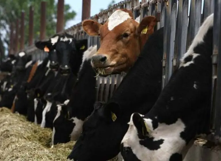 "Ver que Paraguay y Uruguay exportan más carne vacuna que Argentina, es doloroso"