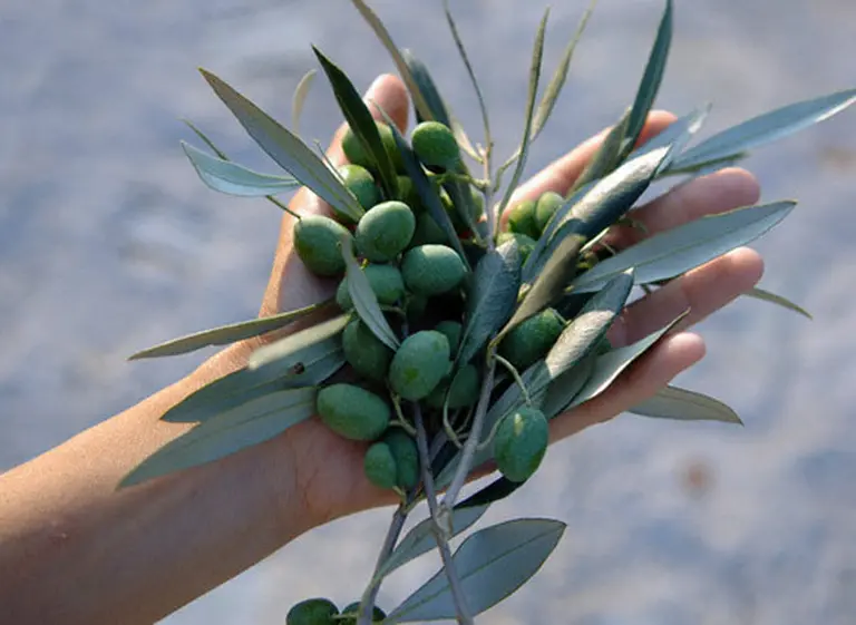 Más cualidades del olivo: descubren nuevos beneficios para la salud en las hojas de la planta