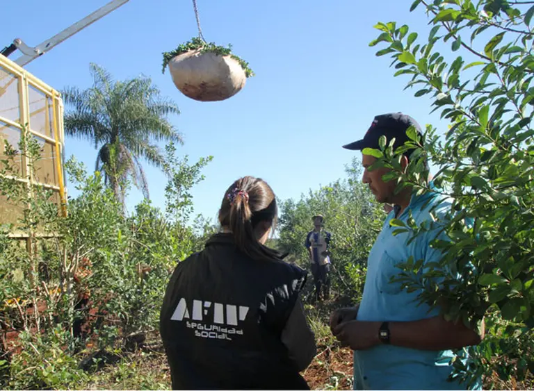 La AFIP detectó trabajo irregular en las plantas yerbateras