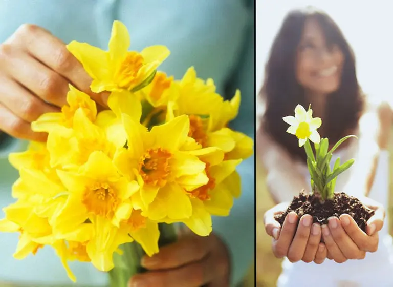 Los narcisos, ¿la clave para tratar la depresión?