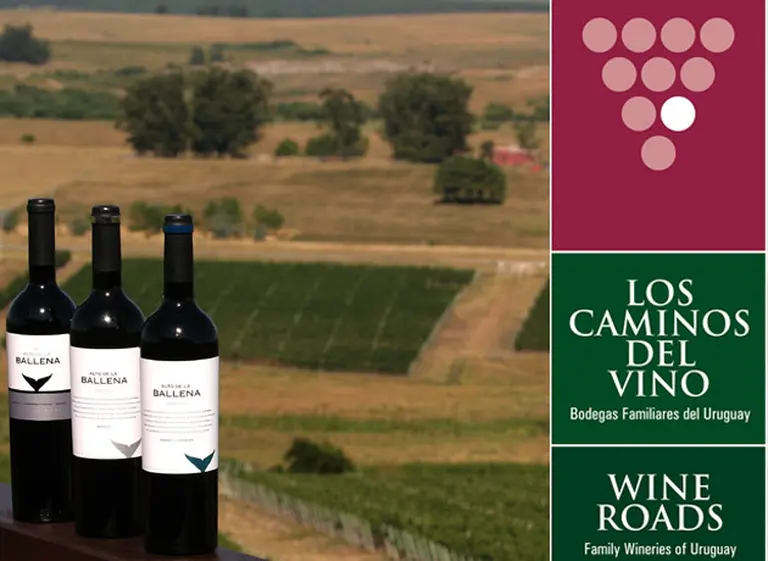 Tannat y más: Uruguay se abre al turismo internacional de la mano de sus vinos "world-friendly"